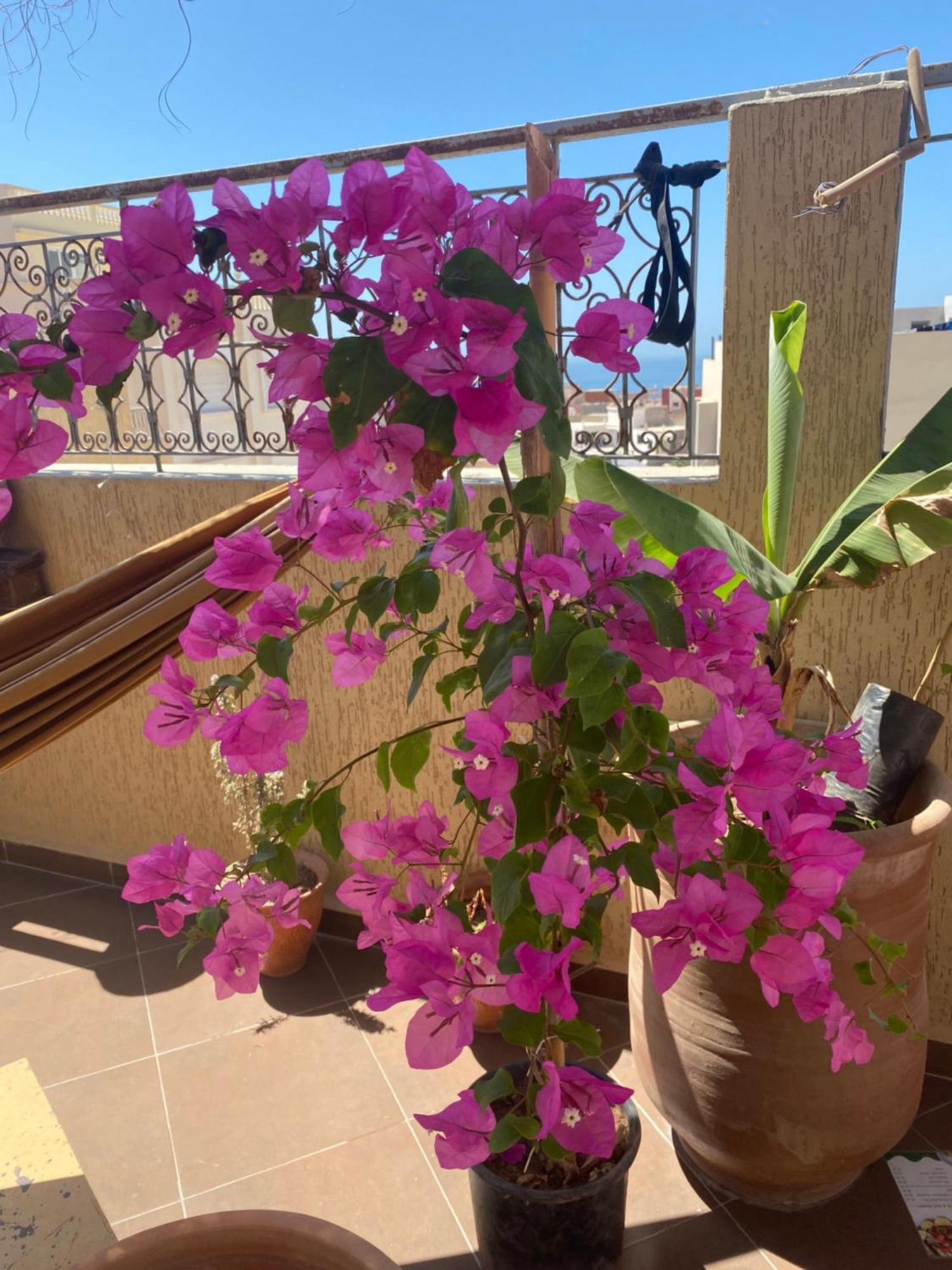 Fleur De Cactus, Guesthouse, Tamraght Zewnętrze zdjęcie
